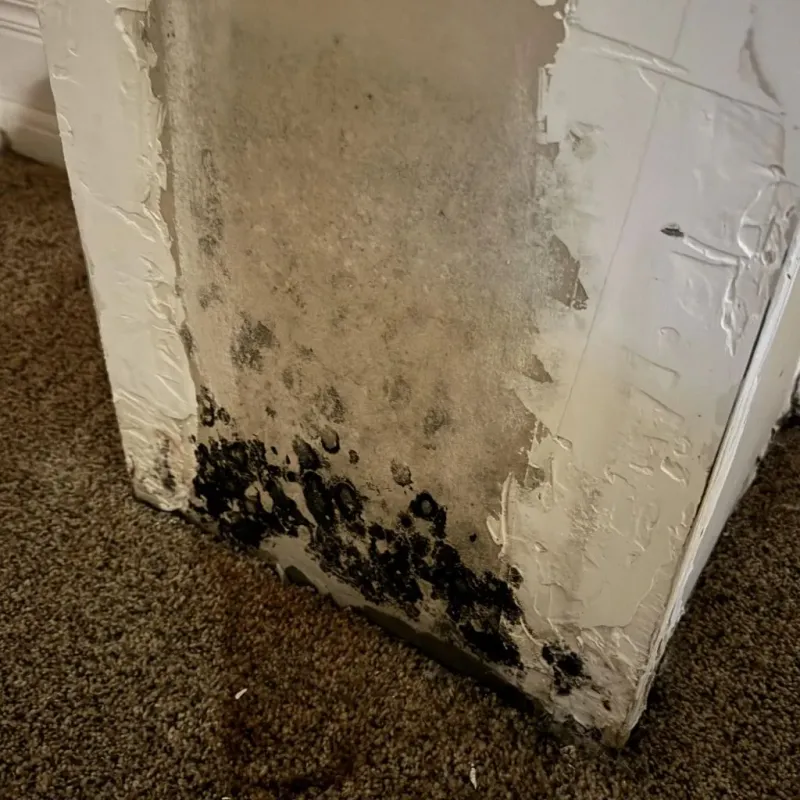 Professional Mold Removal in Del Norte County, CA